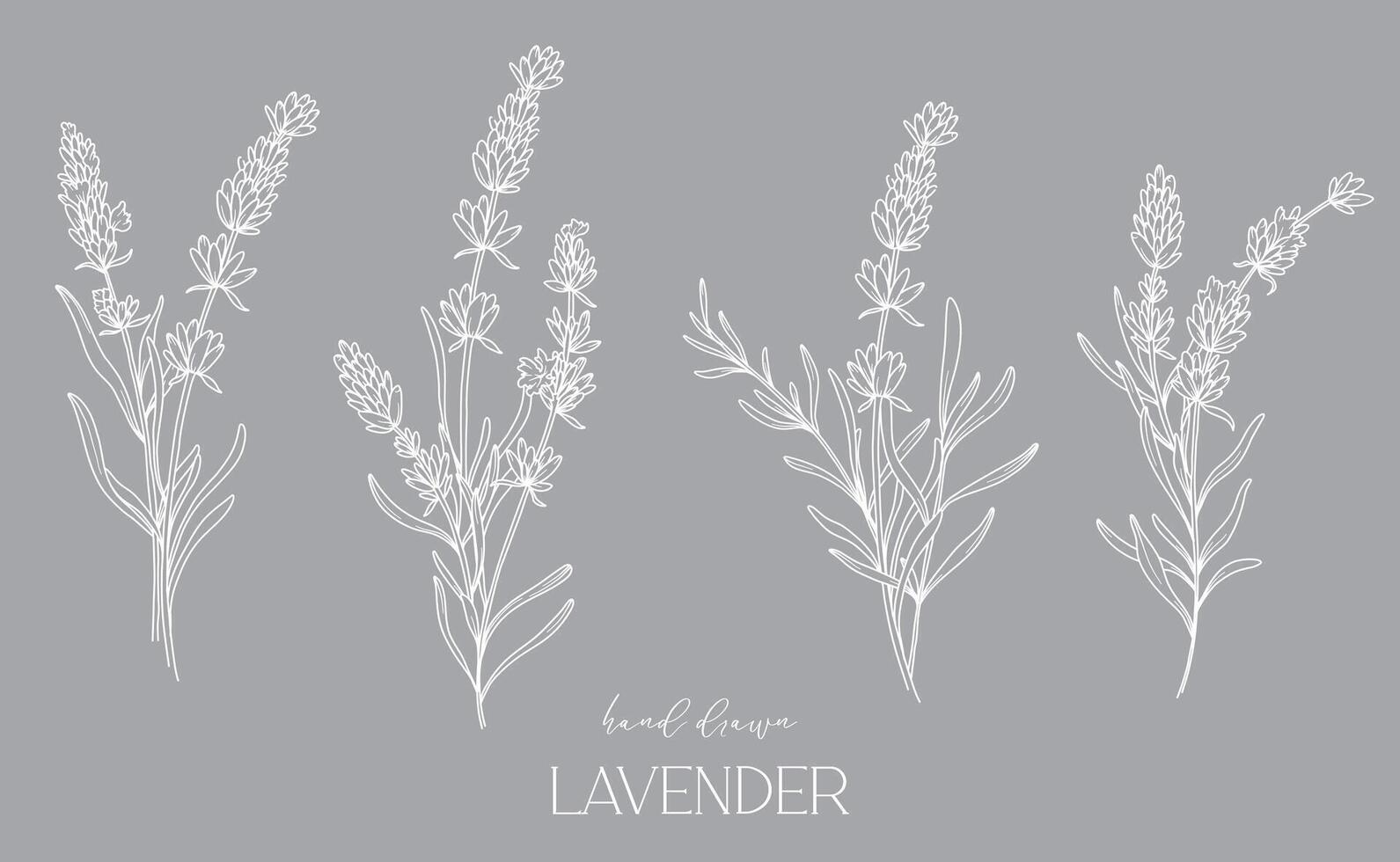 lavanda línea dibujo. negro y blanco floral ramos de flores flor colorante página. floral línea Arte. multa línea lavanda ilustración. mano dibujado flores botánico colorante. Boda invitación flores vector