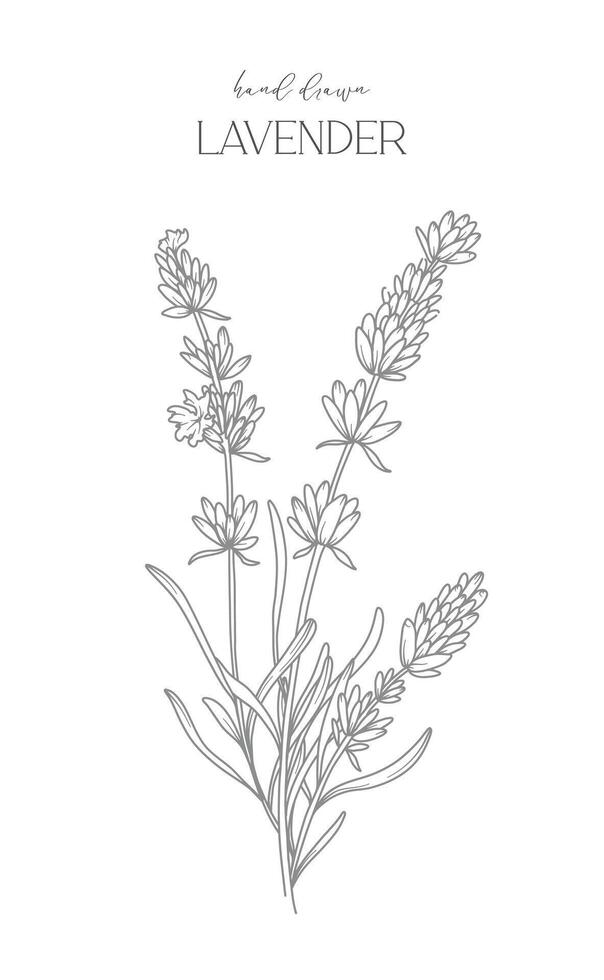 lavanda línea dibujo. negro y blanco floral marcos floral línea Arte. multa línea lavanda ilustración. mano dibujado contorno flores botánico colorante página. Boda invitación flores vector