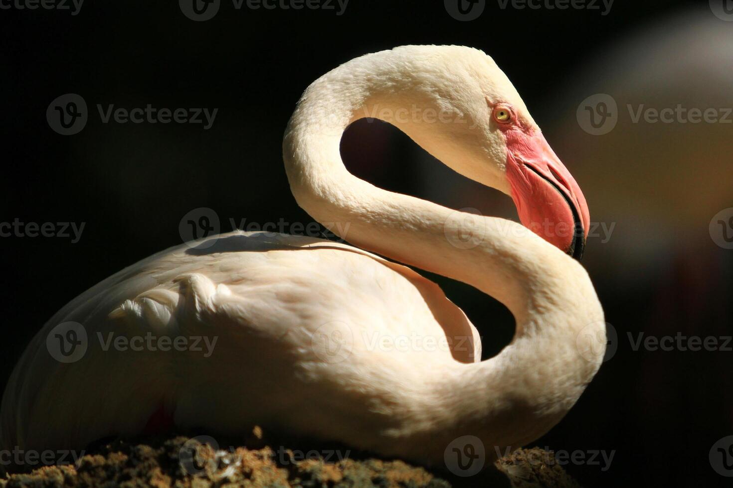 Female flamingo lying down and hatching isolate with black background photo