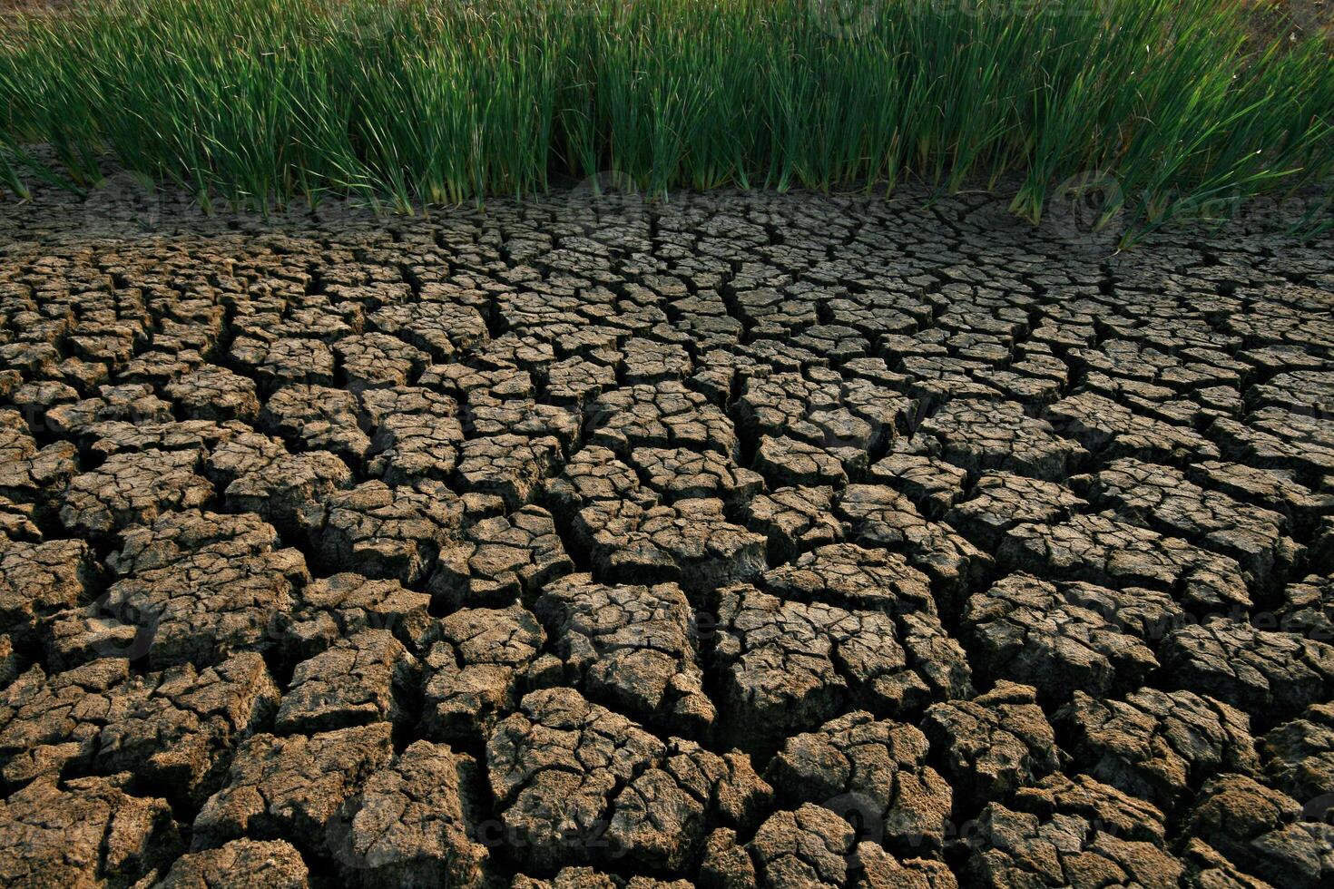 The phenomenon of El Nino affects global climate. The increased heat, causing drought photo