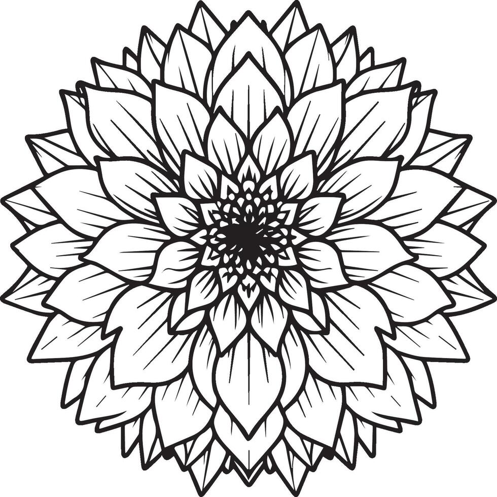 dalia flor colorante paginas dalia flores contorno vector