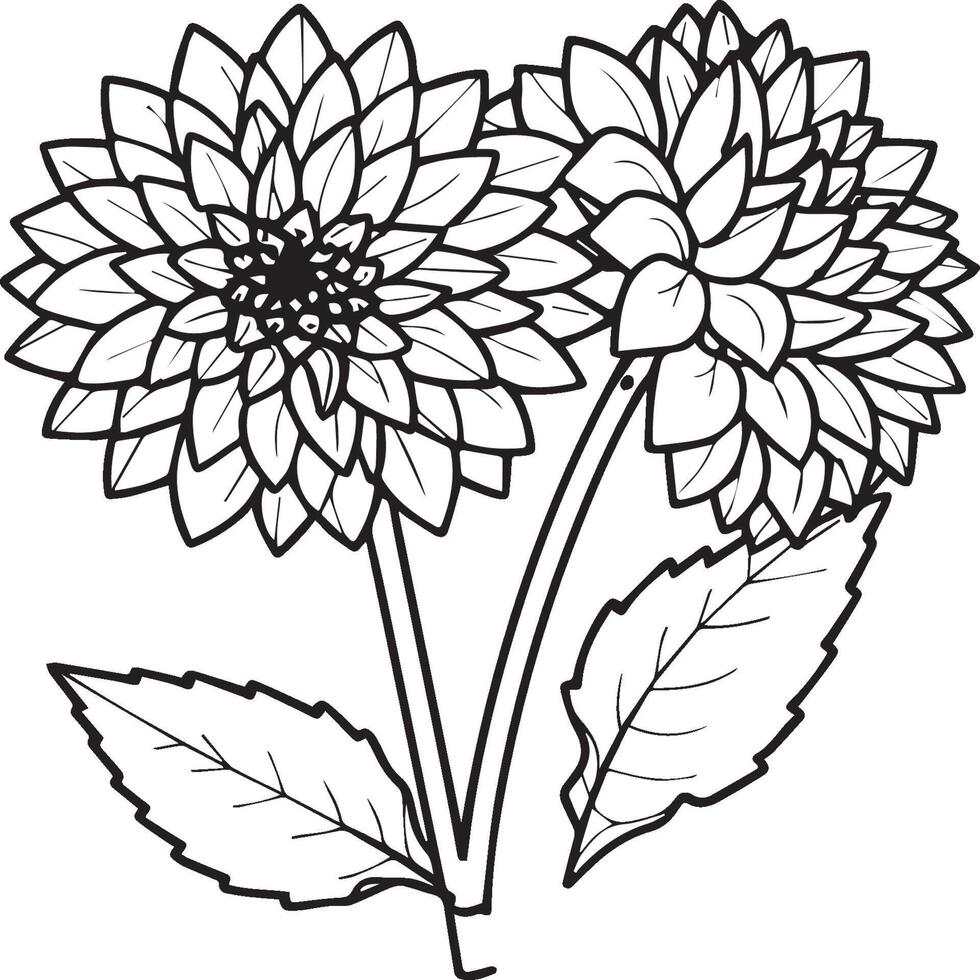 Dahlia flower coloring pages. Dahlia flowers outline vector