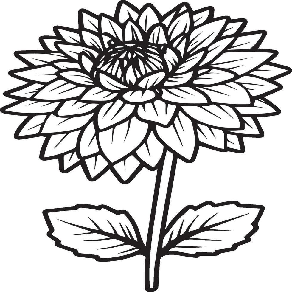 Dahlia flower coloring pages. Dahlia flowers outline vector