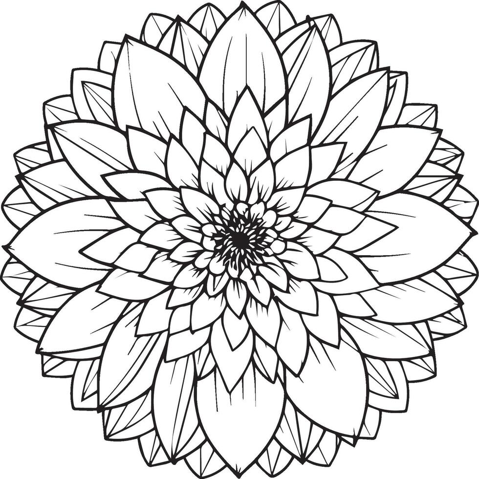 dalia flor colorante paginas dalia flores contorno vector