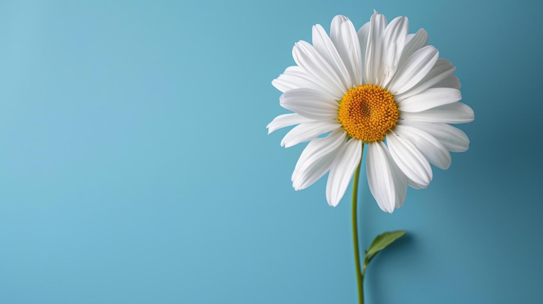 AI generated fresh summer flower on blue background with copy space photo