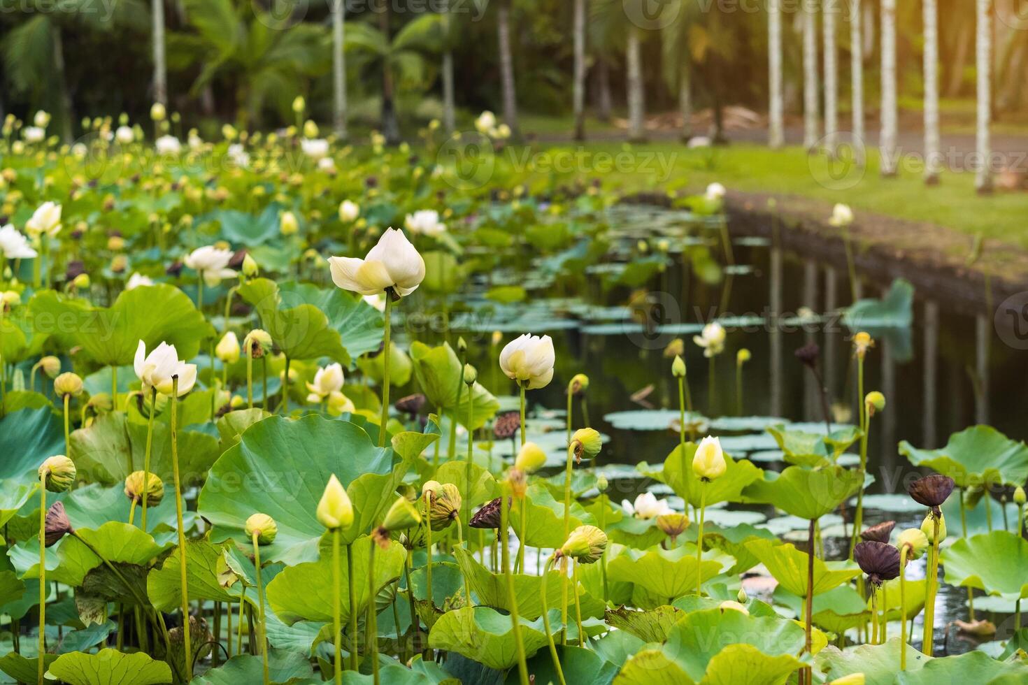 Botanical garden in Pamplemousses, Mauritius.Pond in the Botanical garden of Mauritius photo