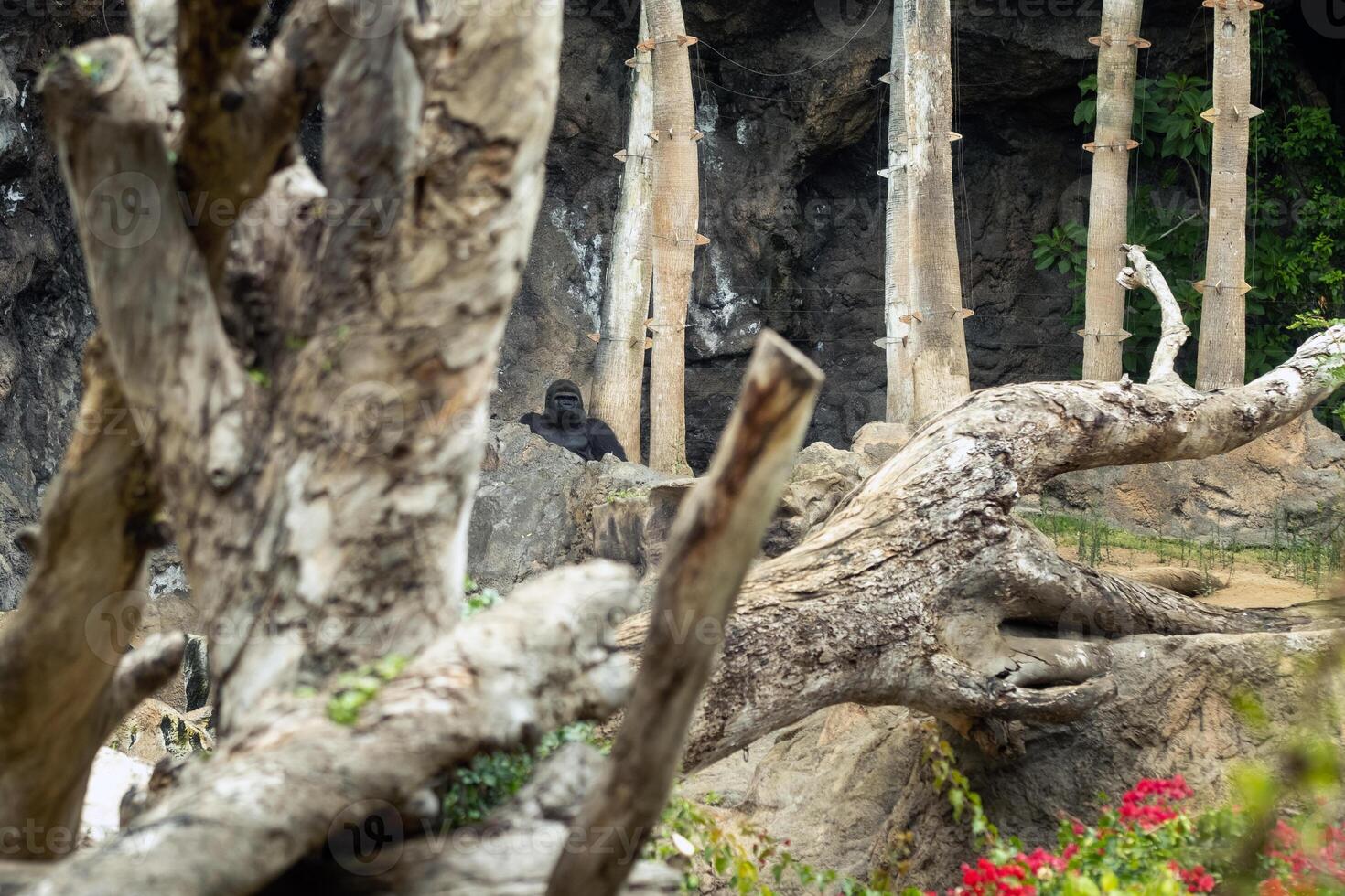 A big gorilla is sitting in the distance in nature photo