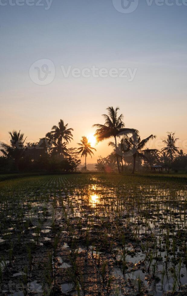 Beautiful Sunrise on Paddy Field and Coconut Trees photo