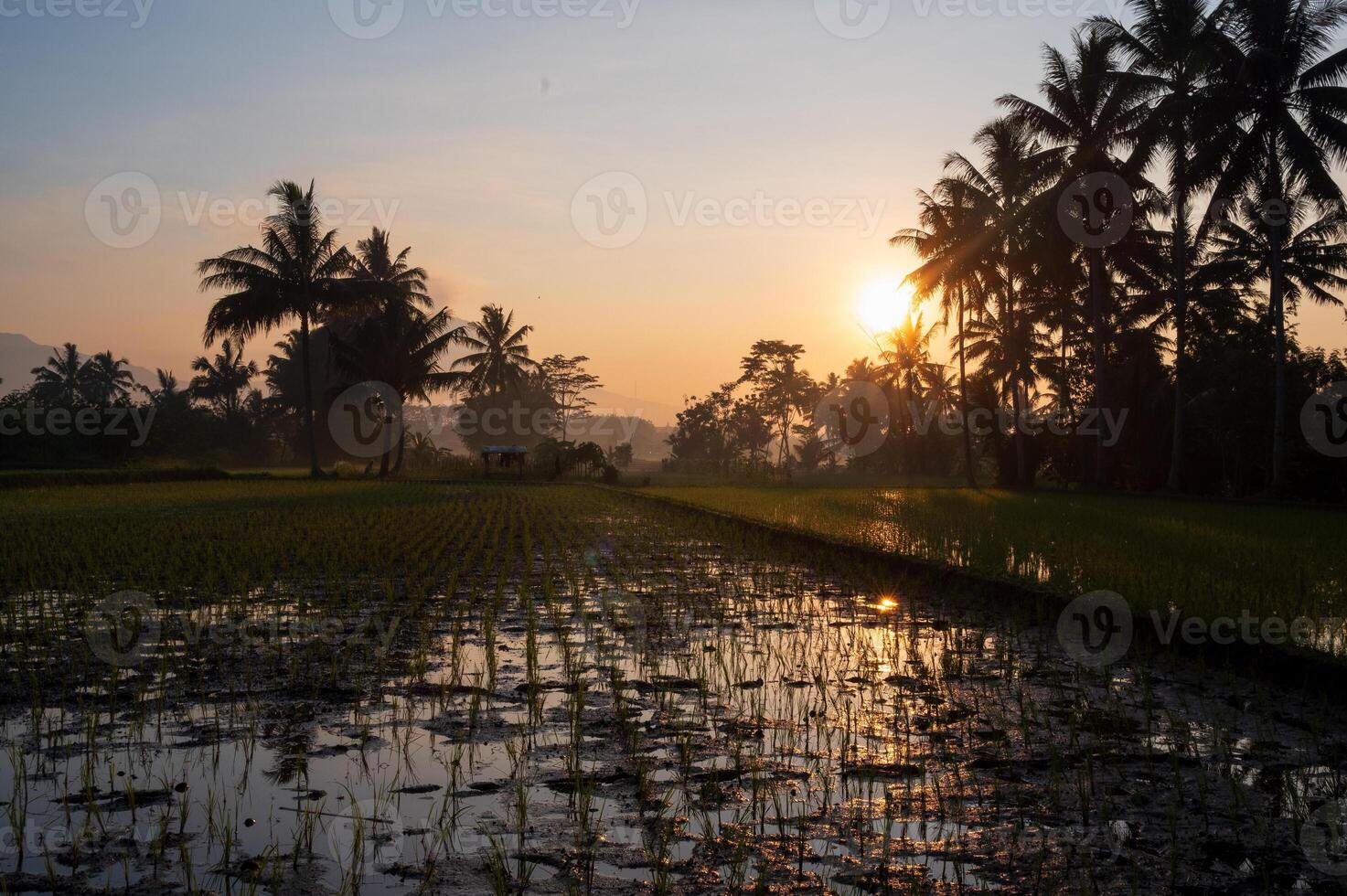 Beautiful Sunrise on Paddy Field and Coconut Trees photo