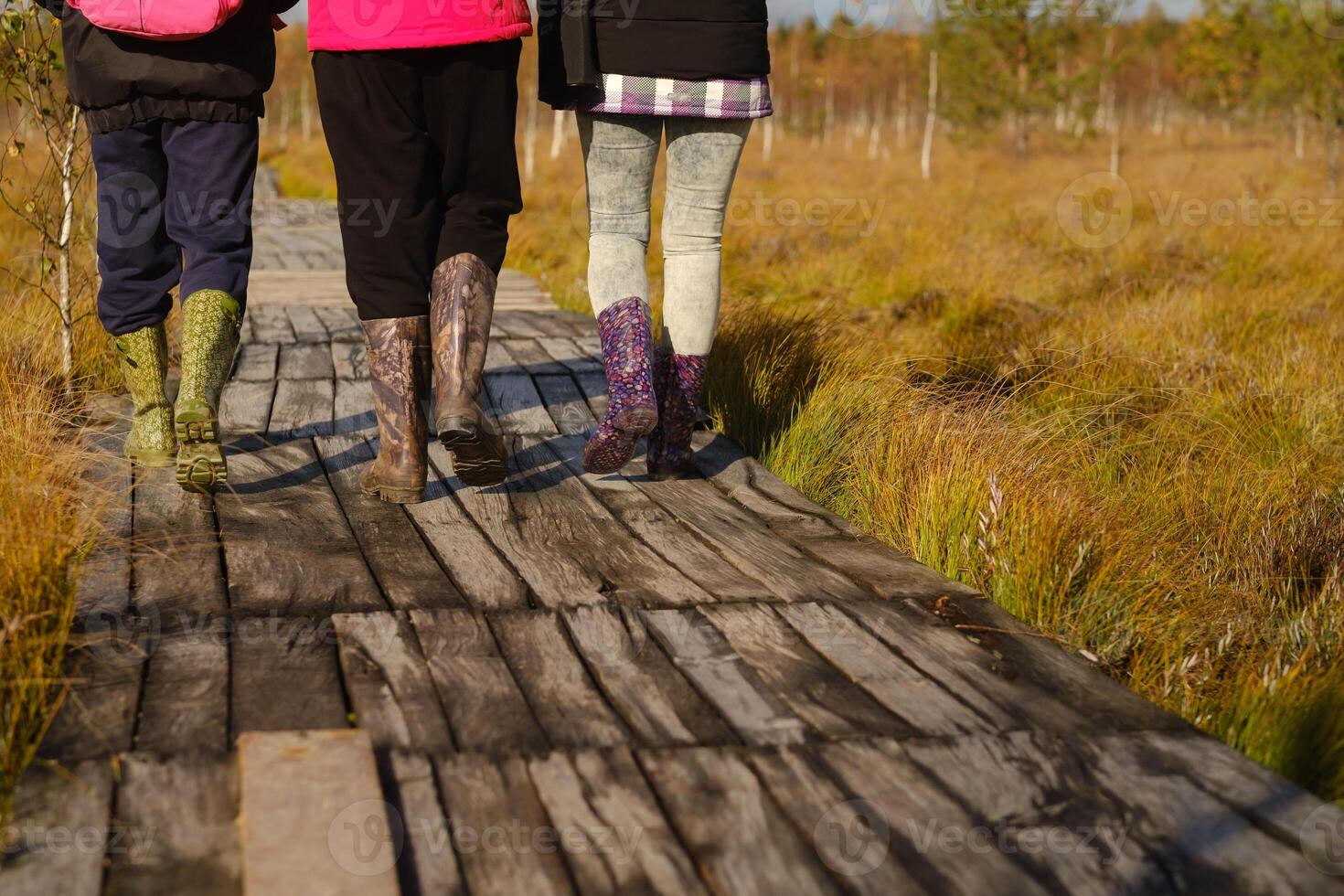 People in boots walk along a wooden path in a swamp in Yelnya, Belarus photo