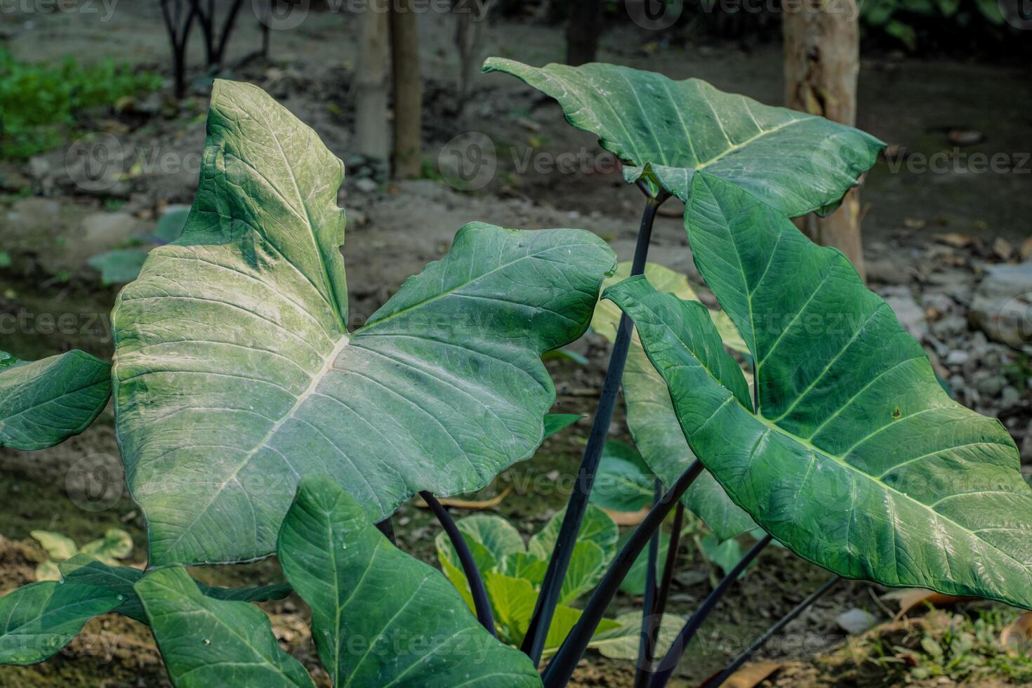 Taro leaves in the field photo