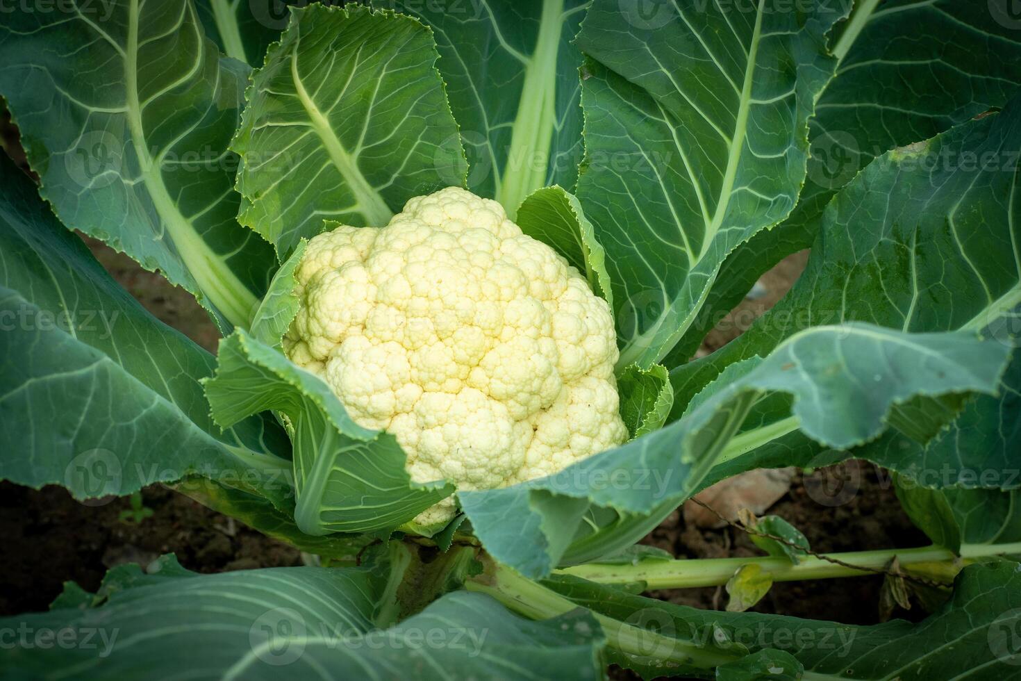 White cauliflower growing in the field close up photo