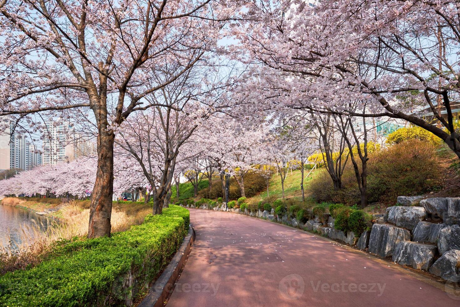 Blooming sakura cherry blossom alley in park photo