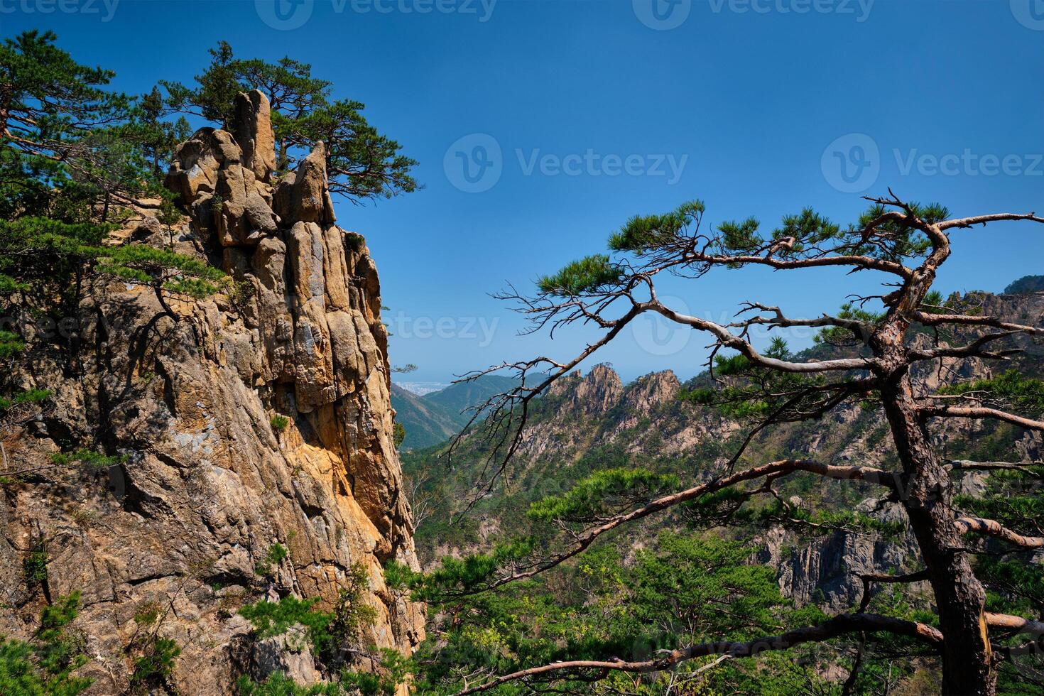 Pine tree and rock cliff , Seoraksan National Park, South Korea photo
