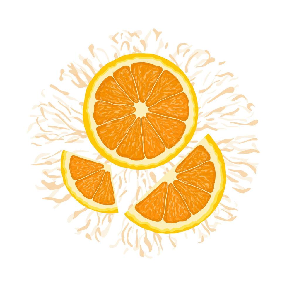 vector ilustración de un vistoso naranja, medio y rebanadas mano dibujado. aislado en blanco antecedentes.