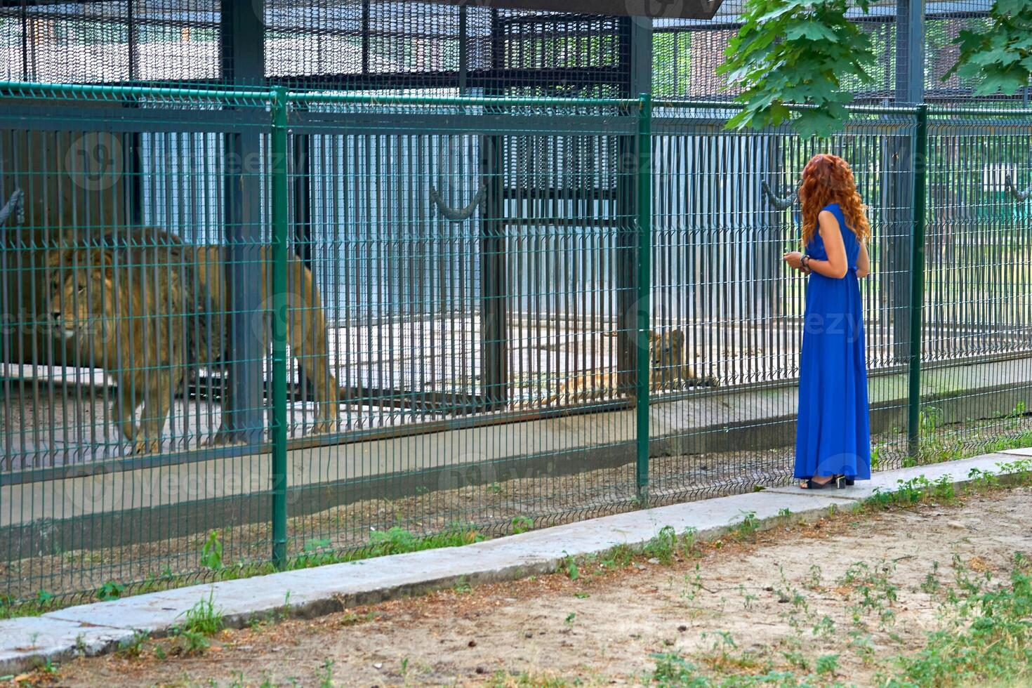 Young red haired woman in a blue dress stands near a cage with lions in a zoo photo