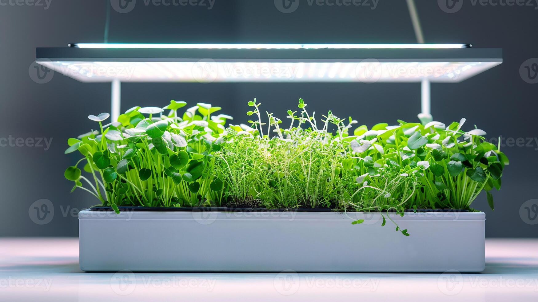 AI generated Well-maintained indoor garden illuminated by a specialized grow light. Various green plants, microgreens thrive under this artificial lighting. Minimal background. photo