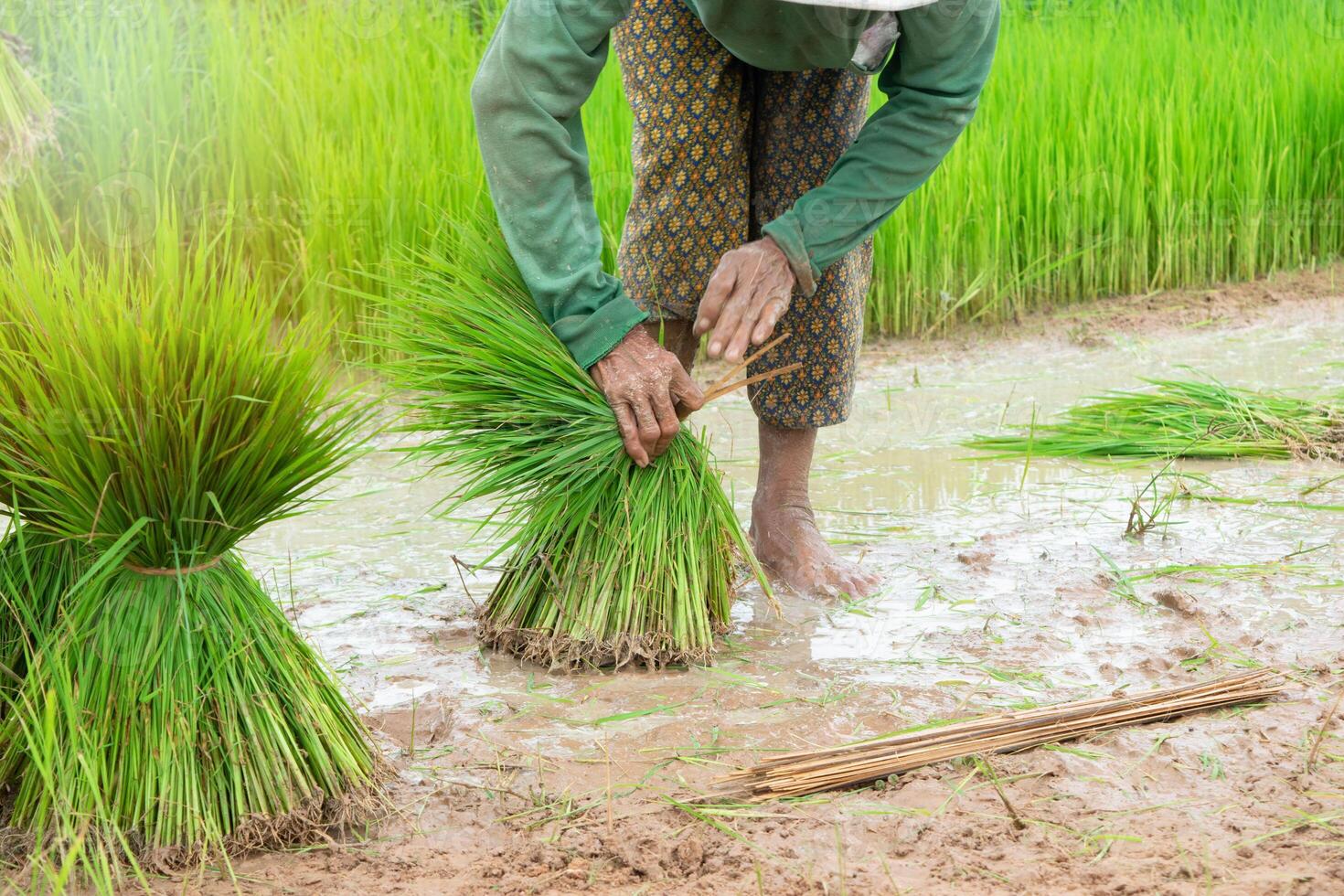 agricultores son atadura el desarraigado arroz plántulas a preparar para plantando foto