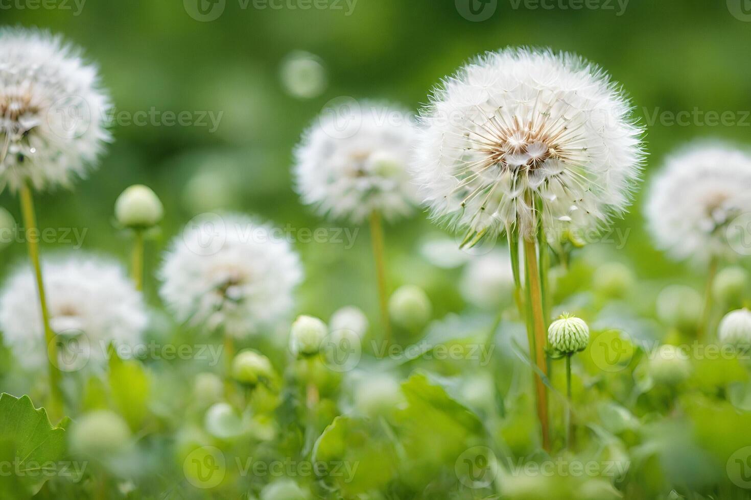 ai generado blanco mullido dientes de león, natural verde borroso primavera antecedentes foto