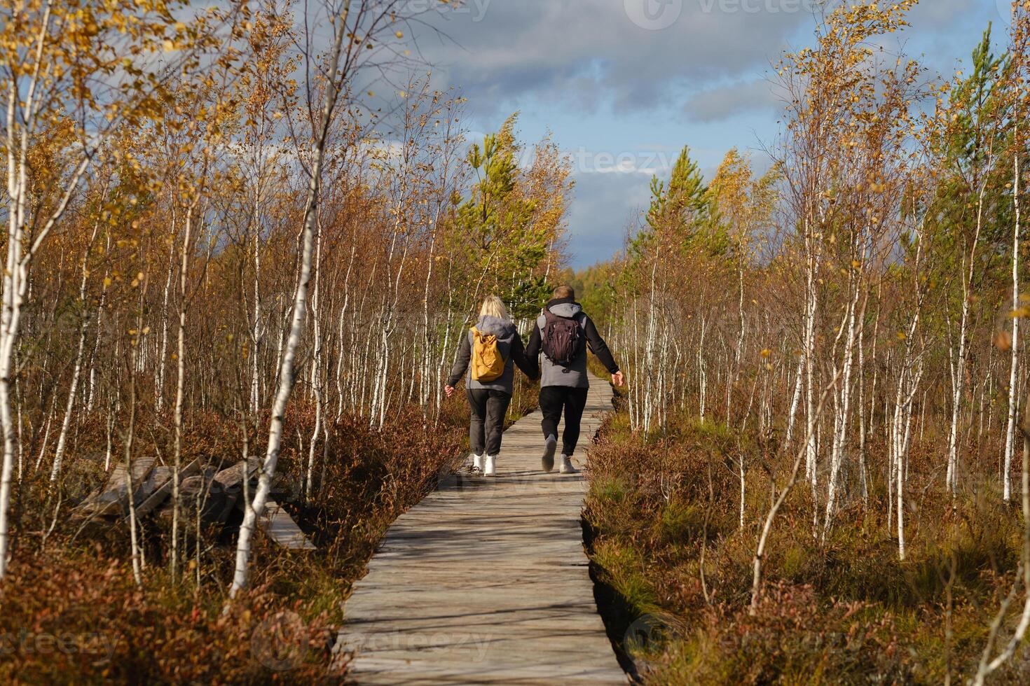 Two tourists walk along a wooden path in a swamp in Yelnya, Belarus photo
