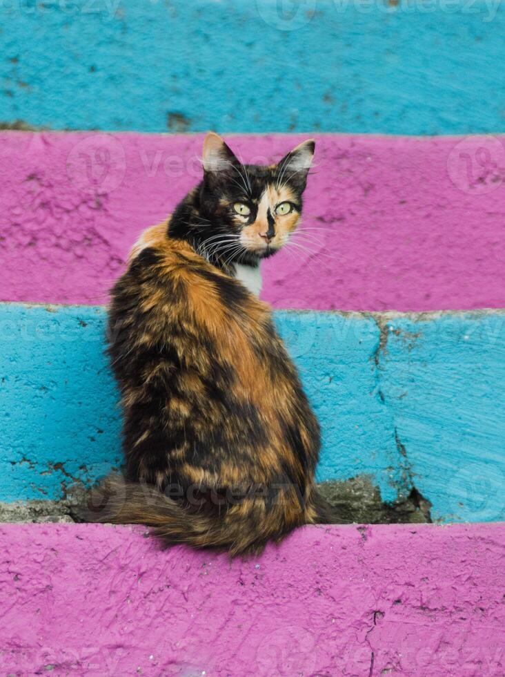 retrato Disparo de calicó gato mirando a cámara en vistoso pasos foto