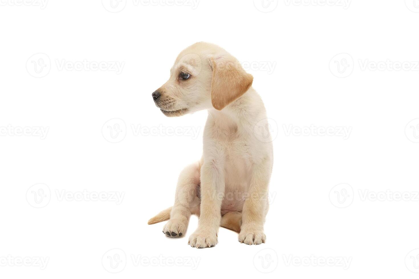 puppy labrador isolated on white background photo