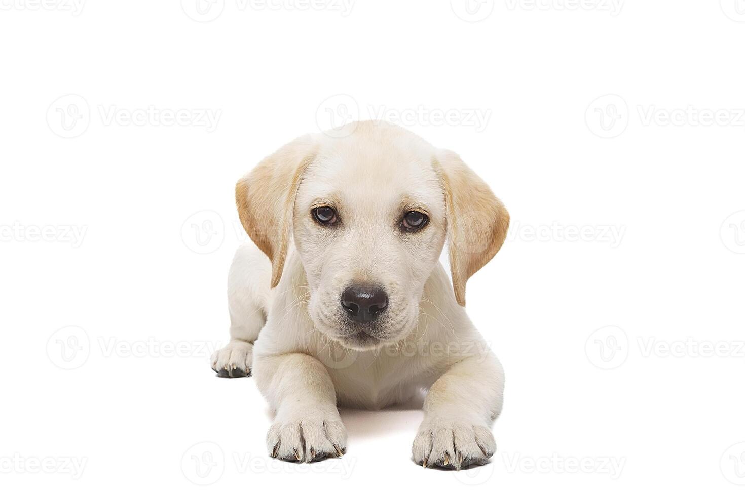 puppy labrador isolated on white background photo