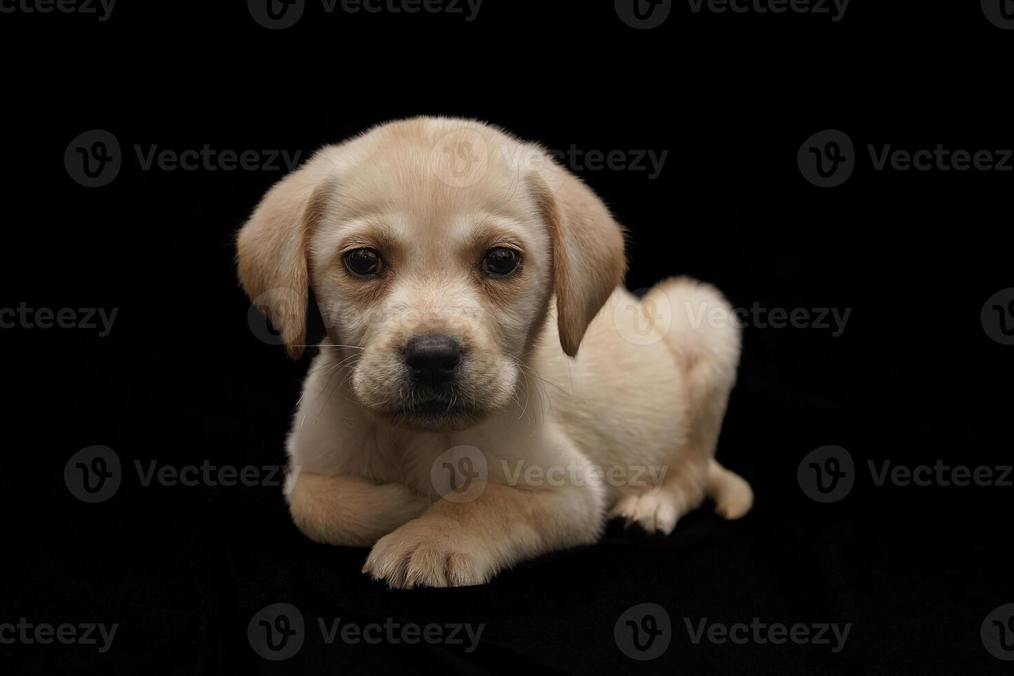 Portrait of a Labrador Retriever dog on an isolated black background. photo