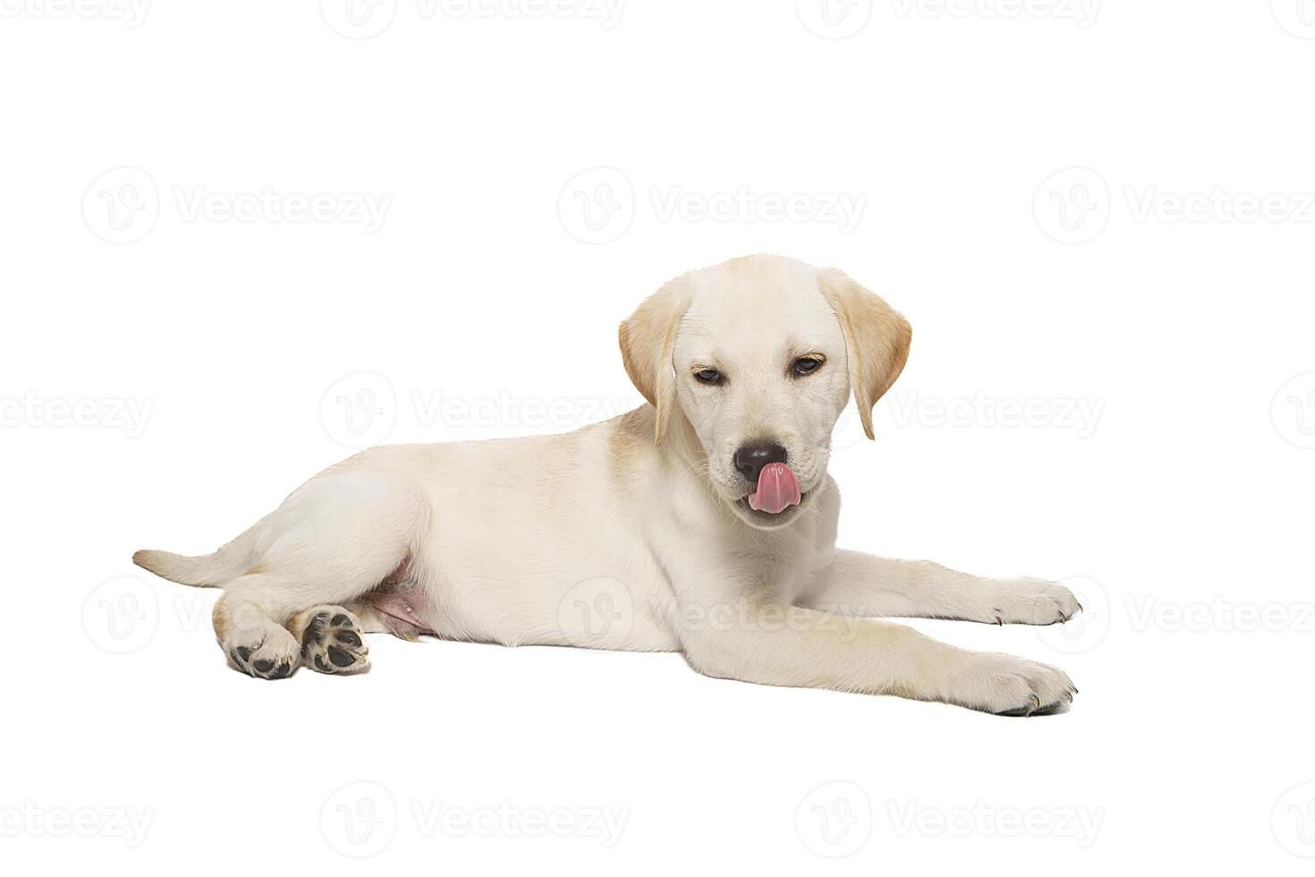 perrito Labrador aislado en blanco antecedentes foto