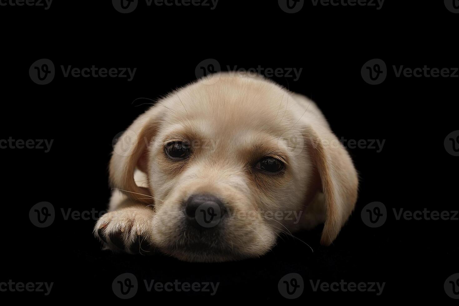 retrato de un perro labrador retriever sobre un fondo negro aislado. foto