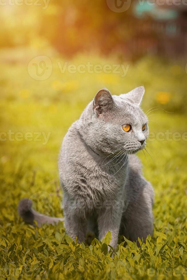 British cat walks on green grass.. photo