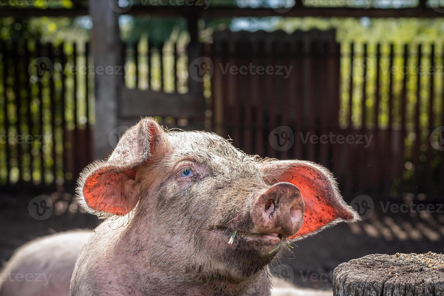 Pig farming raising and breeding of domestic pigs. photo