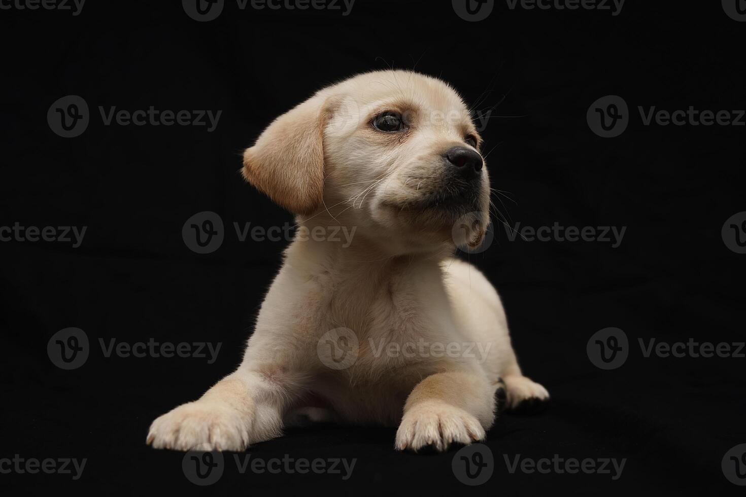 Golden Labrador Retriever puppy funny sitting and smiling isolated on black background, front view photo