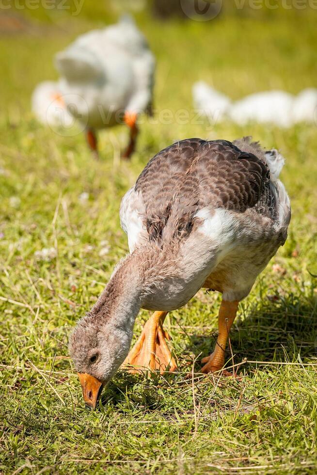 Sunny summer landscape with domestic geese on meadow. Geese graze on green grass photo