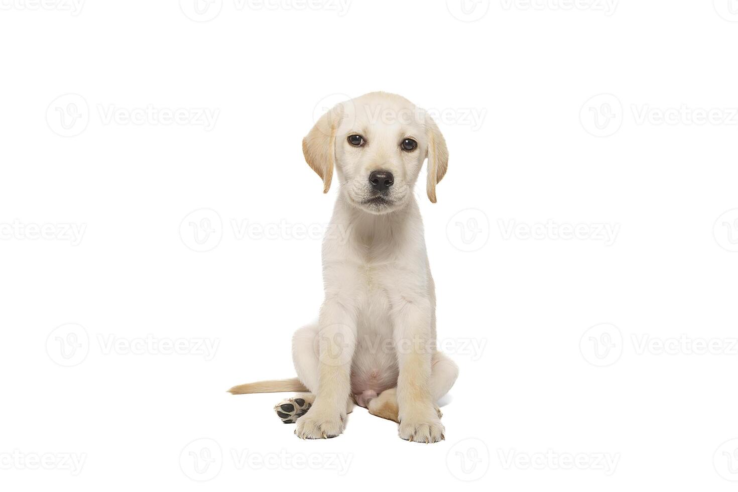 perrito Labrador aislado en blanco antecedentes foto