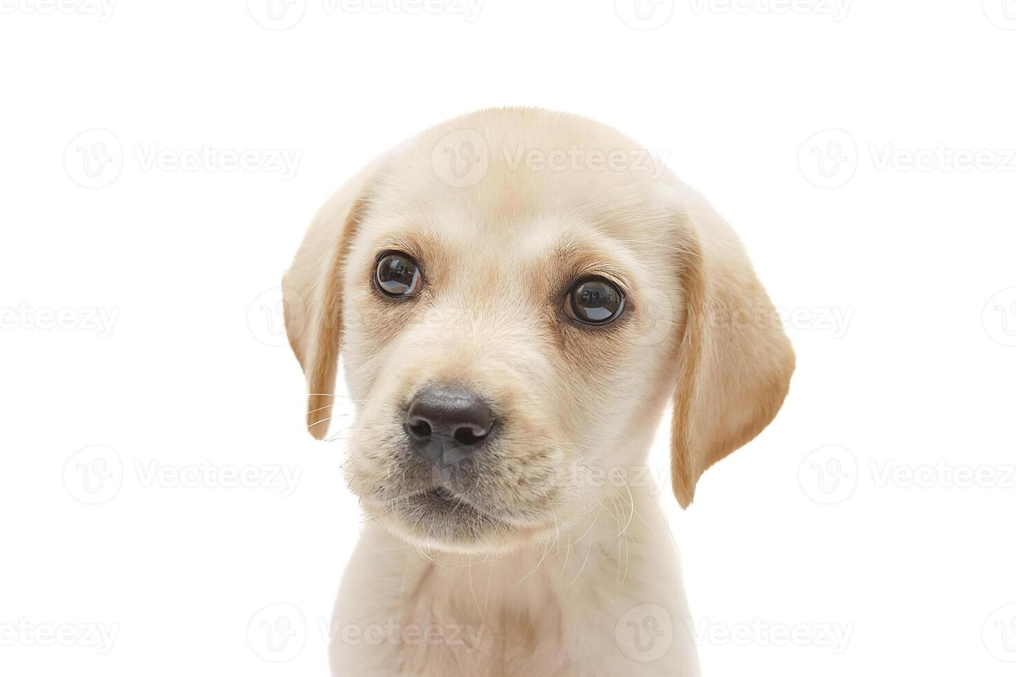 puppy labrador isolated on white background photo