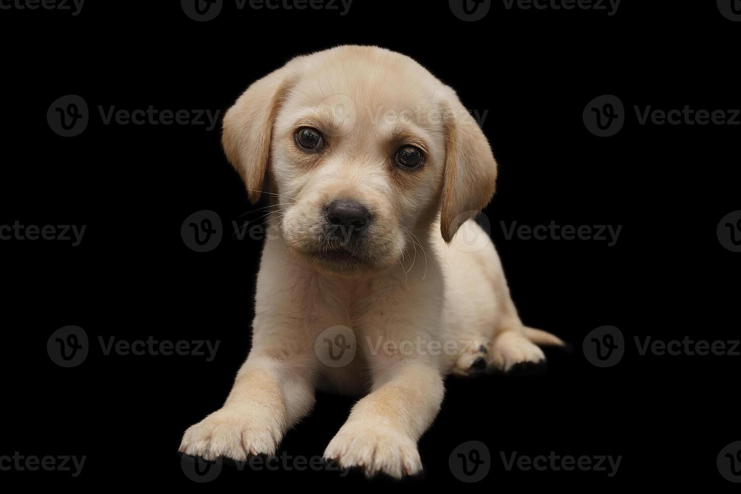 Portrait of a Labrador Retriever dog on an isolated black background. photo