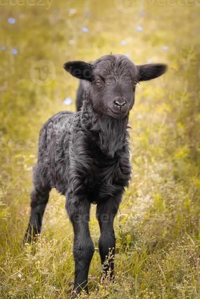 negro oveja curioso en un campo foto