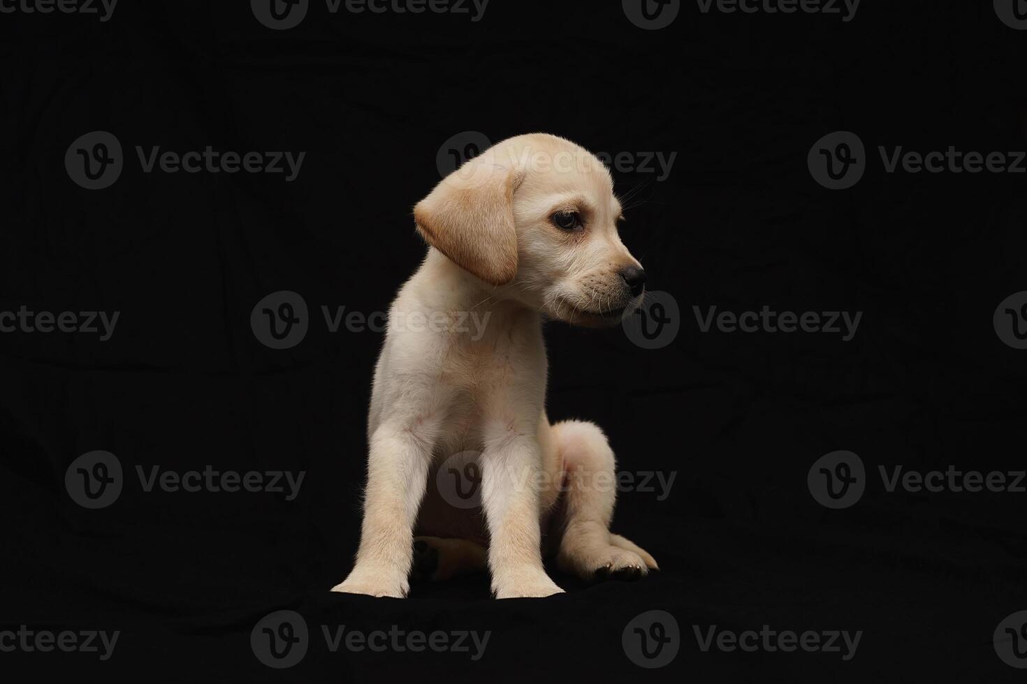 Portrait of a Labrador Retriever dog on an isolated black background. photo