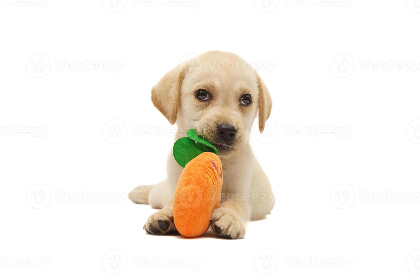 puppy labrador isolated on white background photo