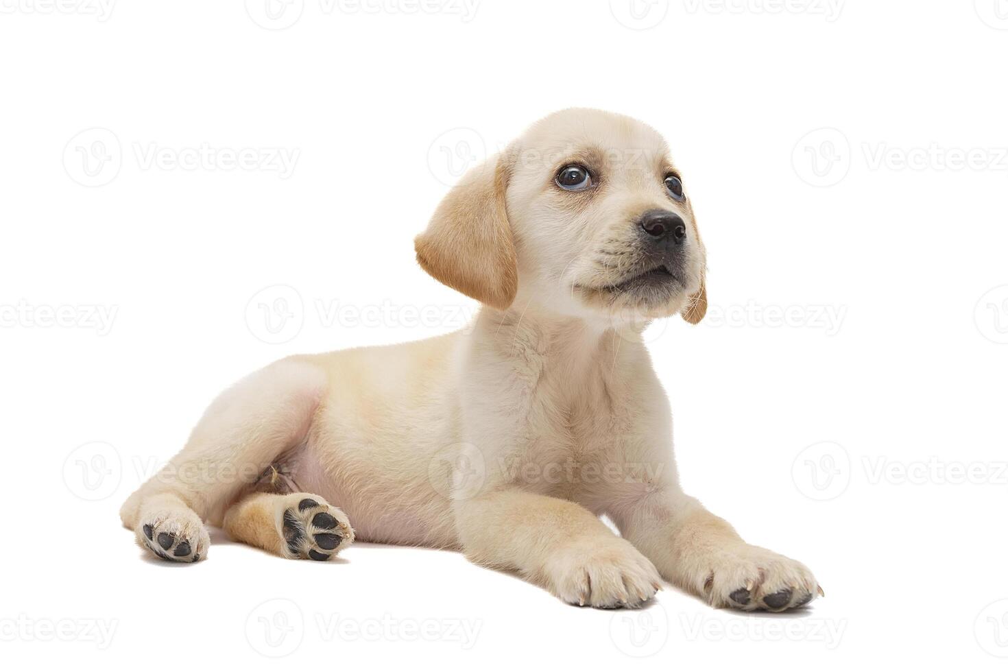 puppy labrador isolated on white background photo