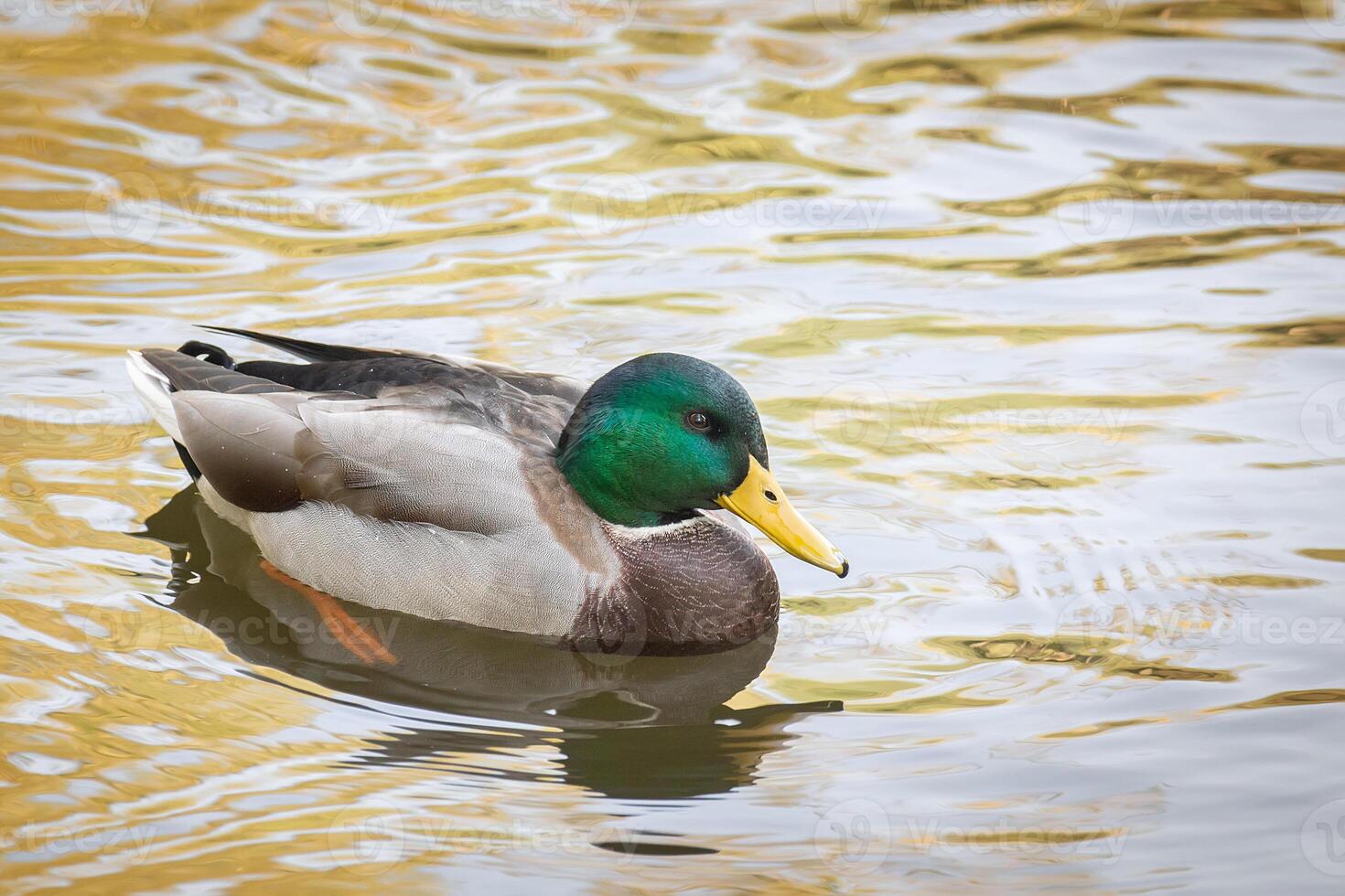 Wild duck drake photo. Birdwatching. photo