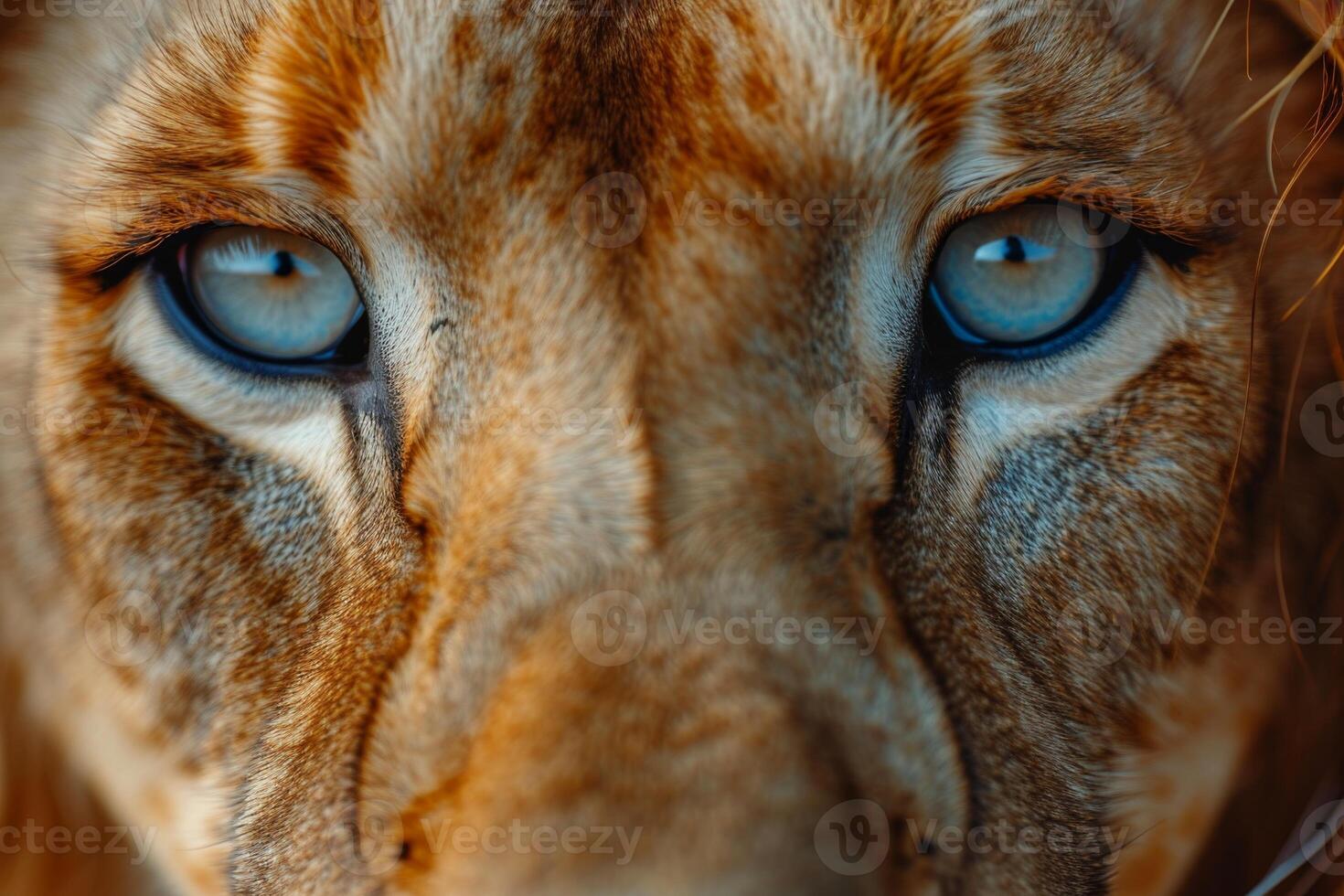 AI generated Portrait of a lion's muzzle in close-up. The Lion's head photo