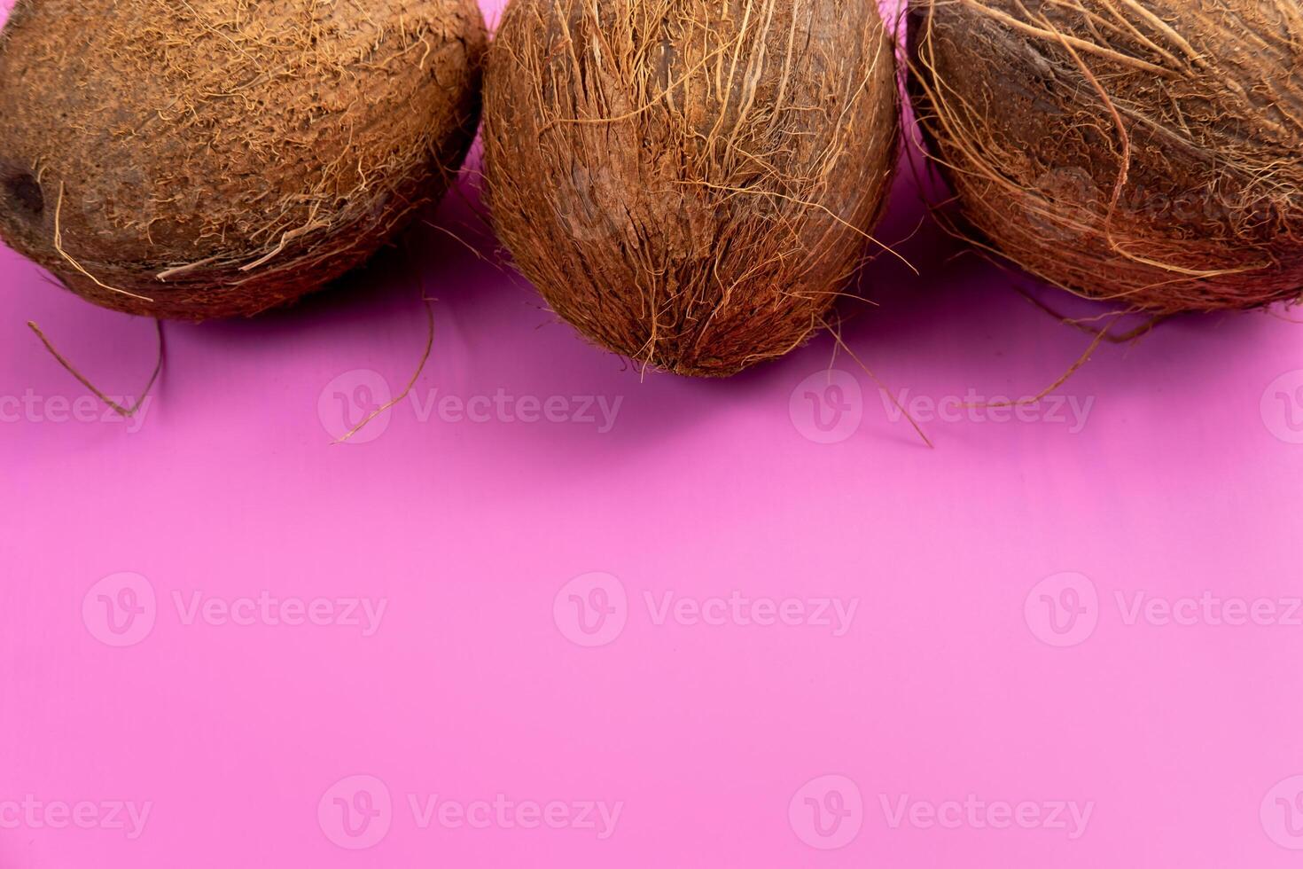 Whole coconuts on a pink background.three shaggy coconuts lie on an isolated background photo
