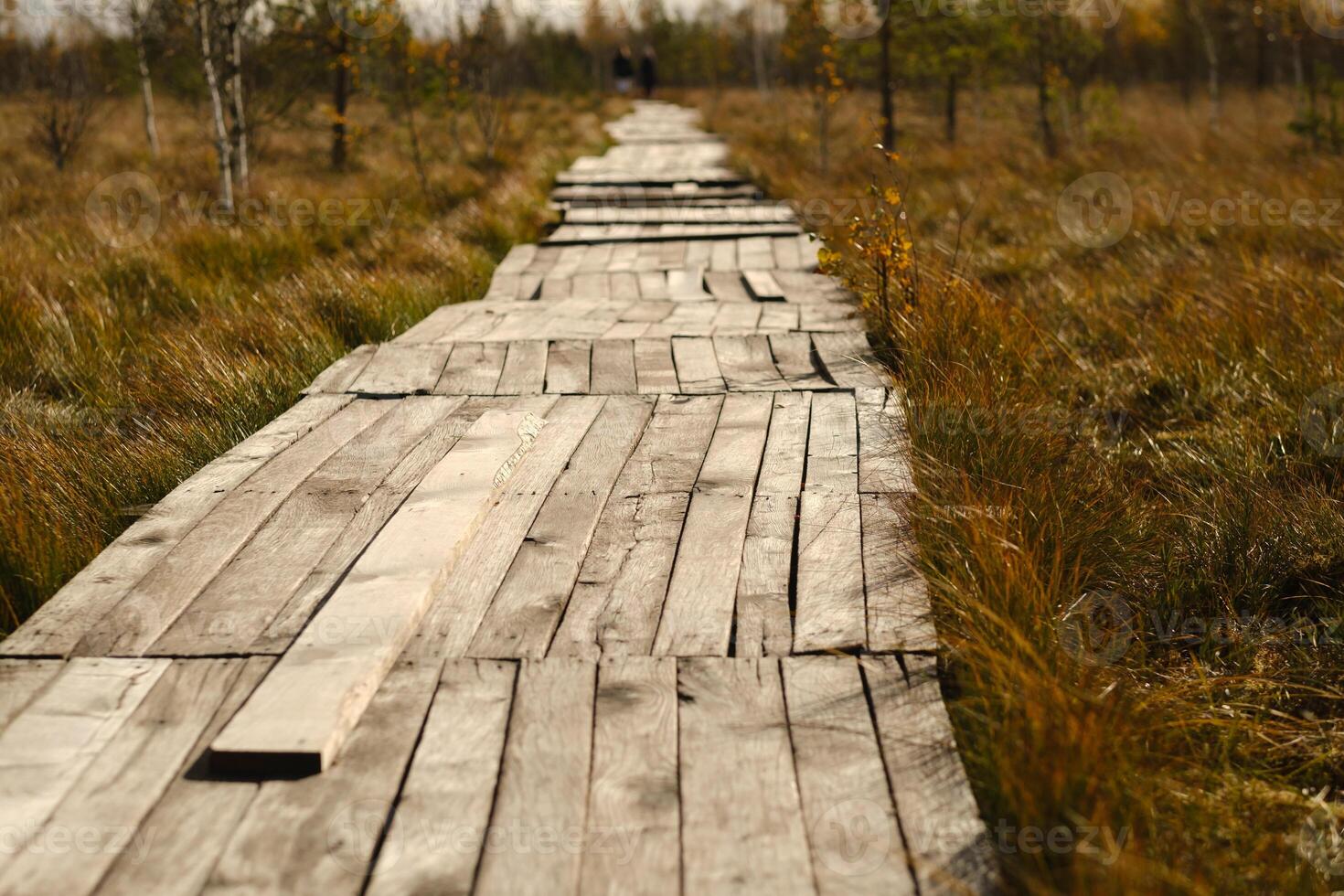 Wooden path on the swamp in Yelnya, Belarus photo