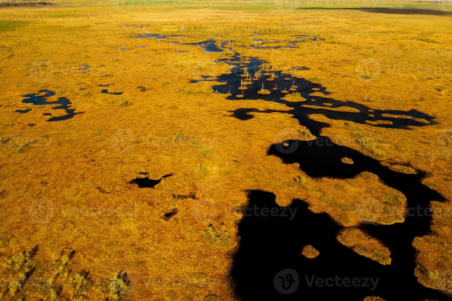 An aerial view of an autumn bog in Yelnya, Belarus, autumn. Ecosystems ecological problems climate change photo