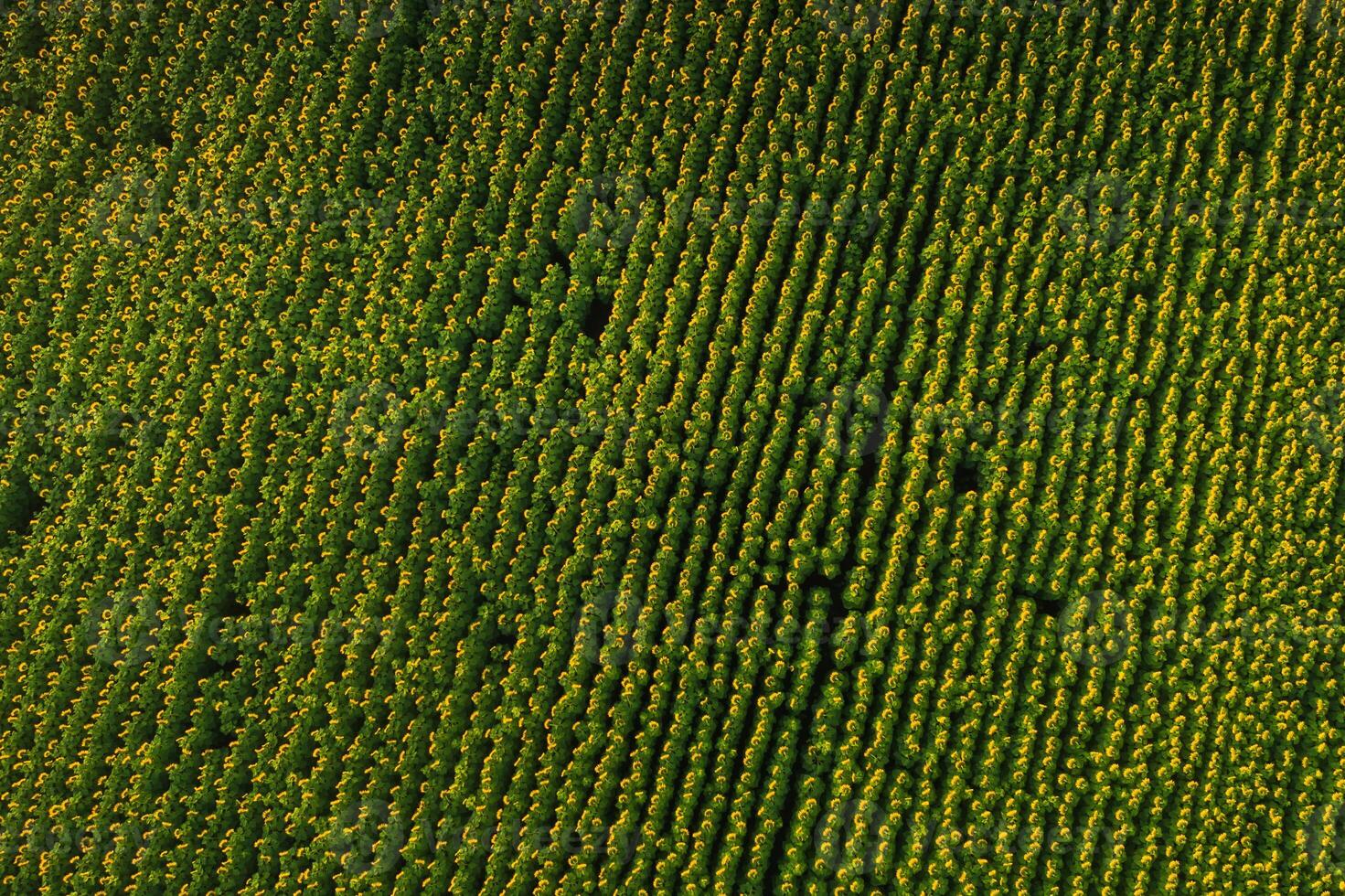 A big beautiful field of sunflowers view from the height of bird flight.Unusual photo of sunflowers in the field.