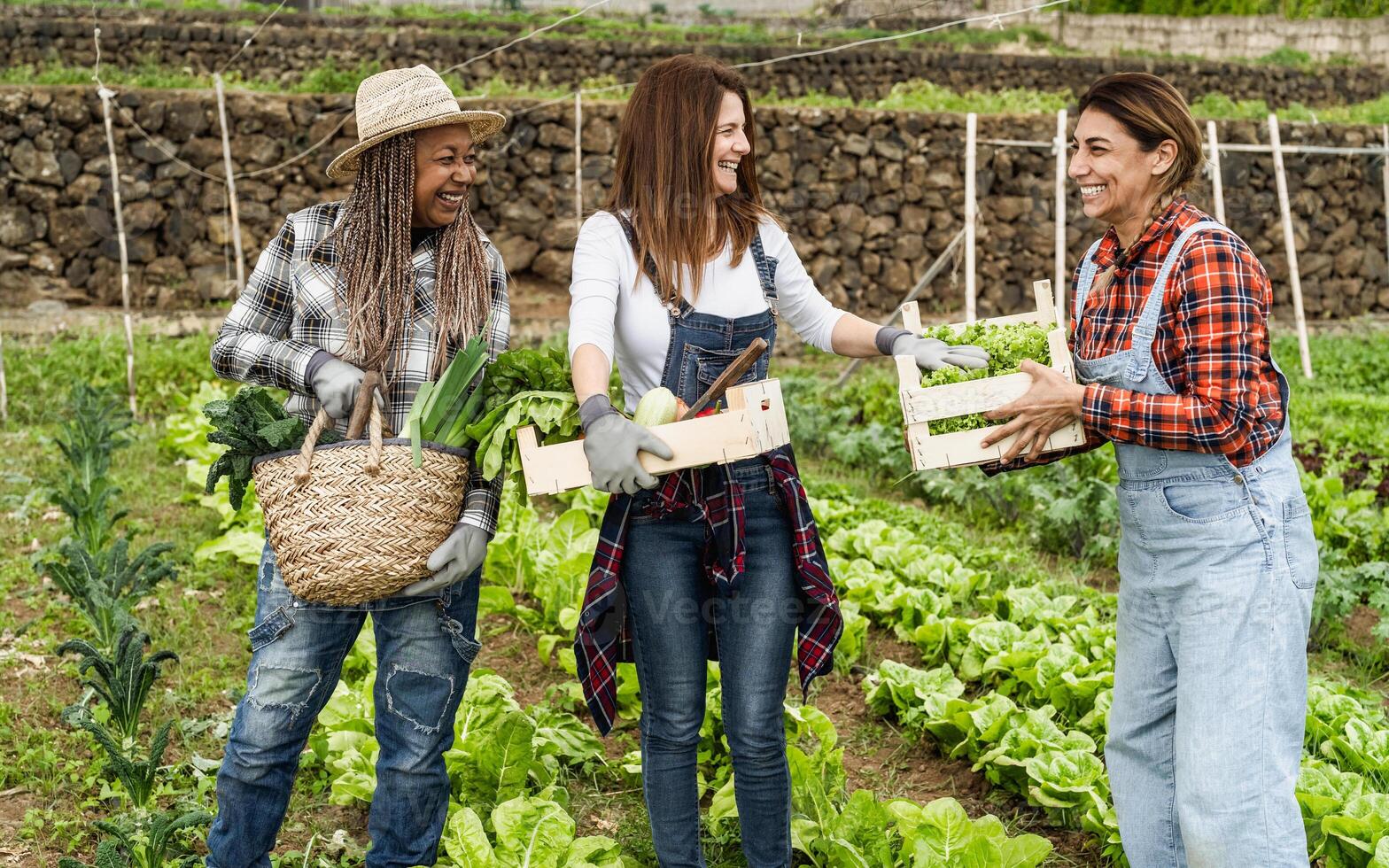 Multiracial female farmers working in countryside harvesting fresh vegetables - Farm people lifestyle concept photo