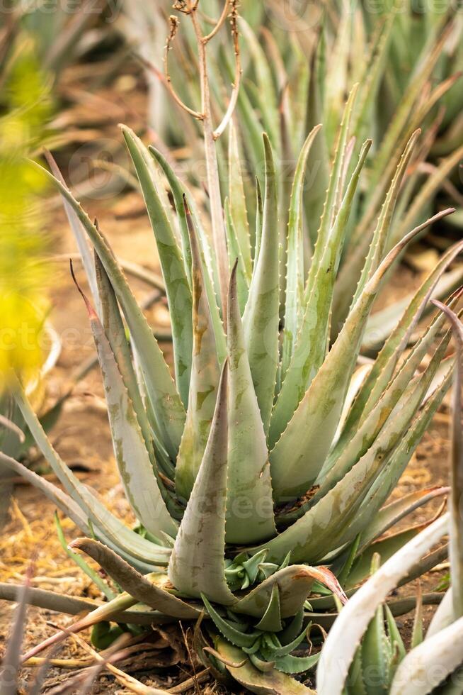 Aloe Vera plantation-many green plants on the island of Tenerife, Canary Islands, Spain. photo