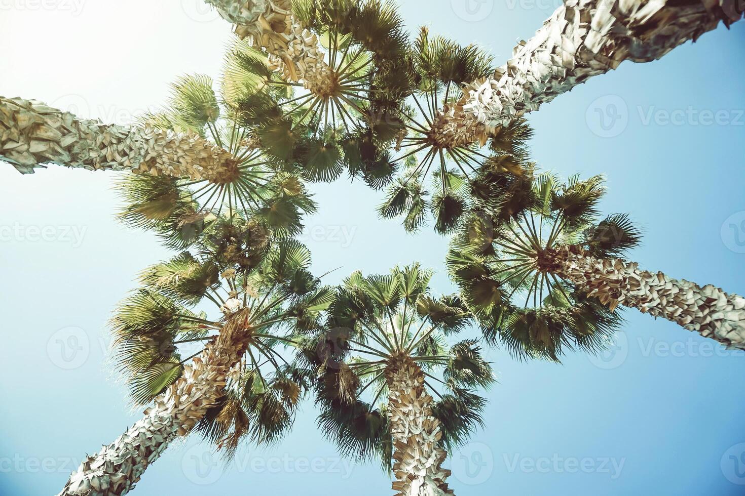 ver desde abajo de tropical alto palma arboles en un formar de circulo en un soleado día - verano, viaje y vacaciones concepto - Clásico filtrar foto